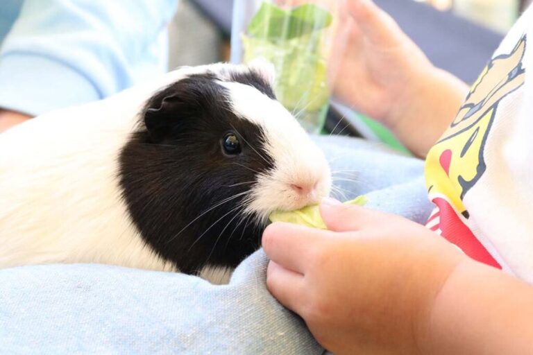 ふれあい動物広場 モルモットのえさやり・抱っこ体験！ | 体験
