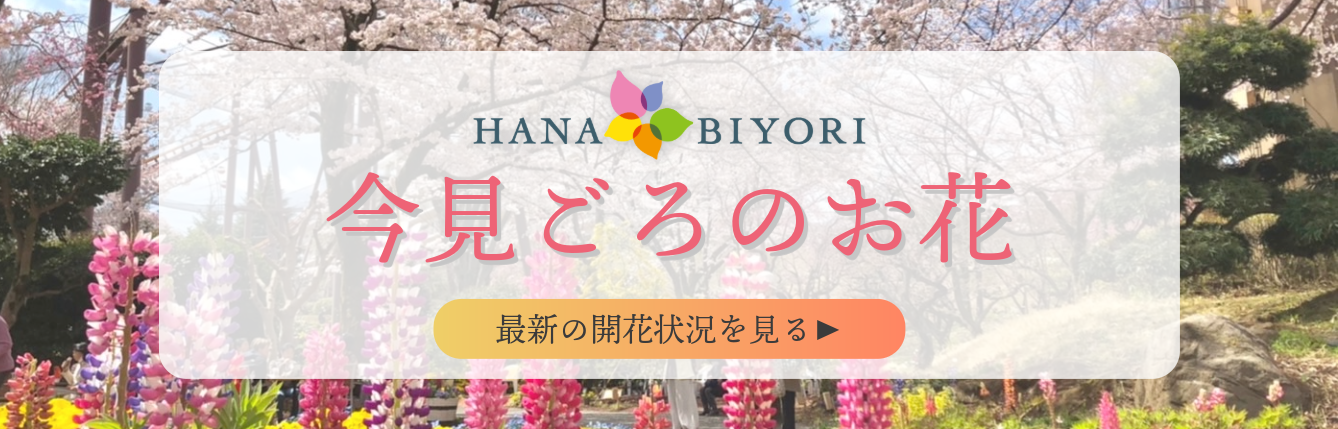 今見ごろのお花