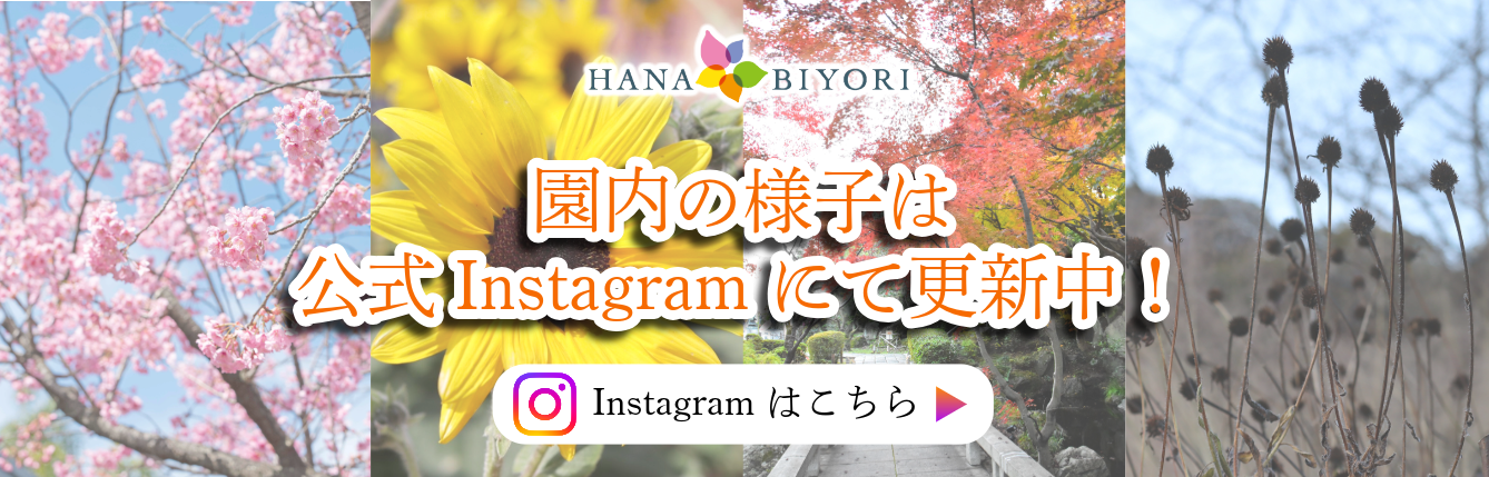 園内の様子はこちら
