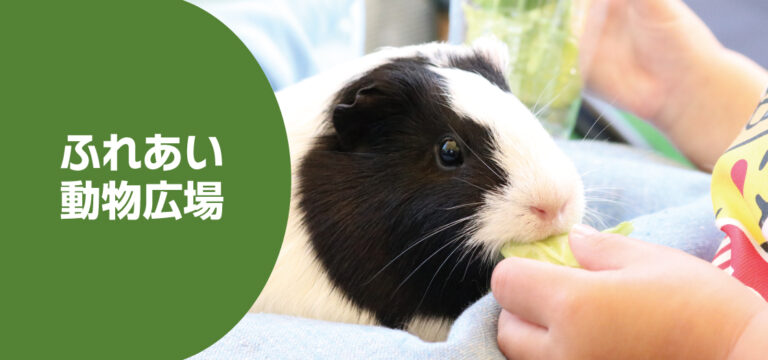ふれあい動物広場　モルモットのえさやり・抱っこ体験！