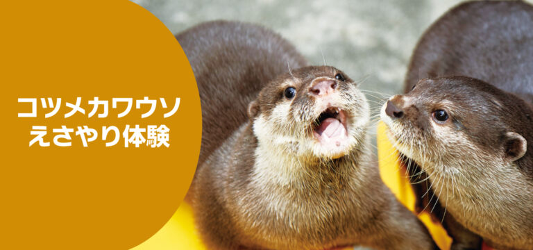 コツメカワウソえさやり体験