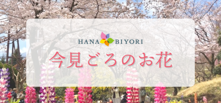見ごろのお花のご紹介