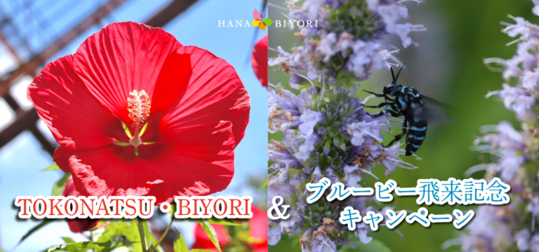 TOKONATSU・BIYORI＆ブルービー飛来記念キャンペーン