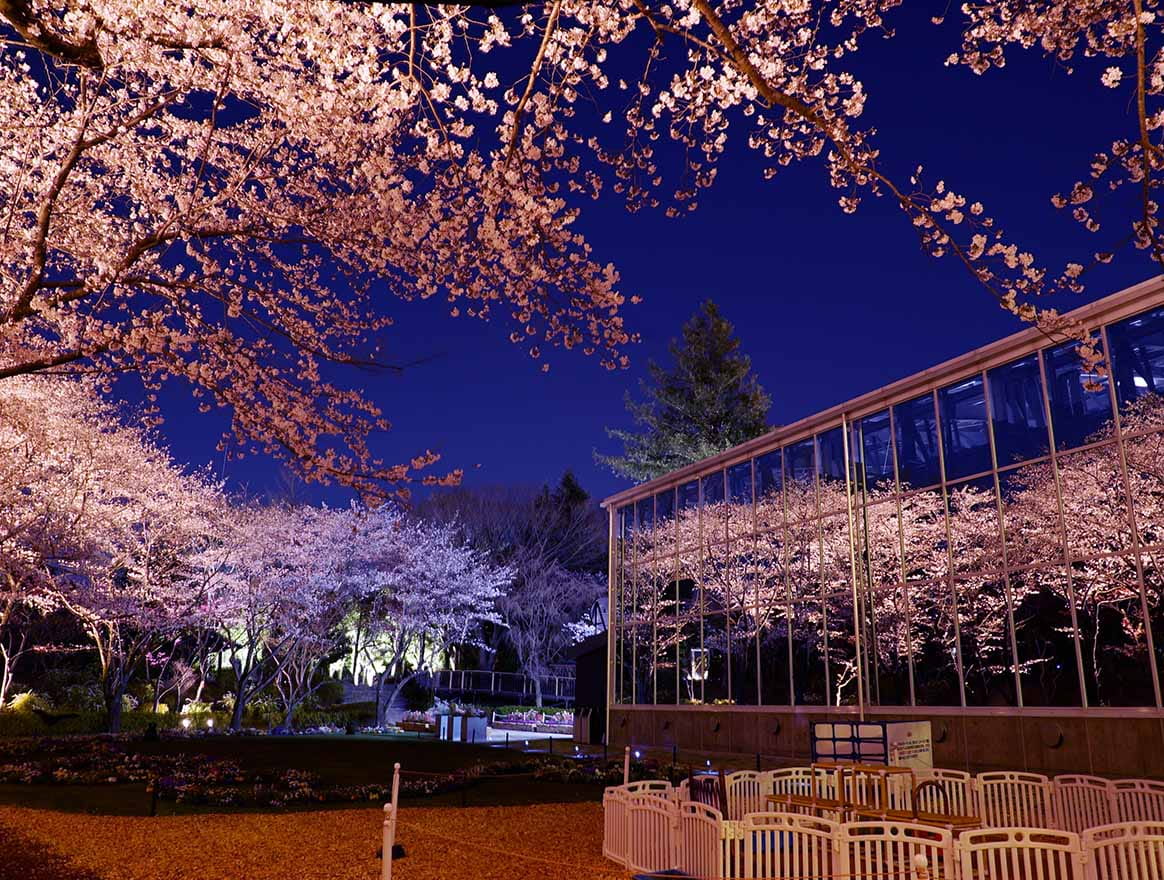 ライトアップされた夜桜が映るHANA・BIYORI館