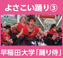 よさこい踊り３：早稲田大学「踊り侍」