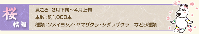 ◎桜情報　見ごろ：３月下旬～４月上旬　本数：約1000本　種類：ソメイヨシノ・ヤマザクラ・シダレザクラなど9種