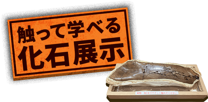 触って学べる化石展示