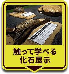 触って学べる化石展示