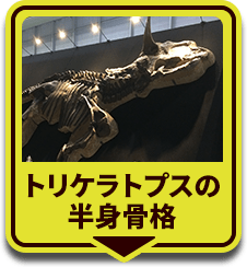 トリケラトプスの半身骨格